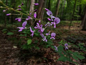 Hylodesmum nudiflorum - Nakedflowered Ticktrefoil.jpg