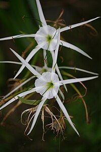 Hymenocallis littoralis, Negros Occ., Philippines 2.jpg