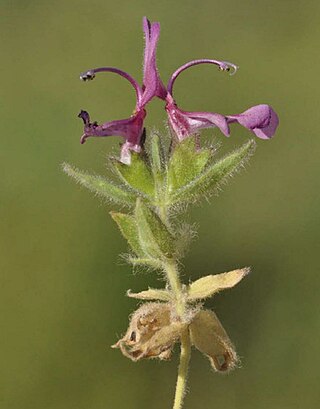 <i>Hypogomphia</i> Genus of flowering plants