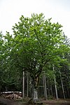 Common beech (Fagus sylvatica)