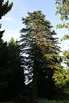 Lebanon cedar (Cedrus libani)