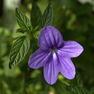 <i>Browallia</i> Genus of flowering plants