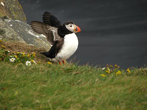 Birds wiki. Тупик птица. Puffin. Тупик топорик. Тупик с цветами в клюве.