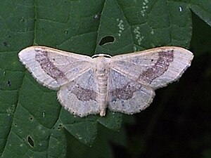 Idaea aversata.jpg