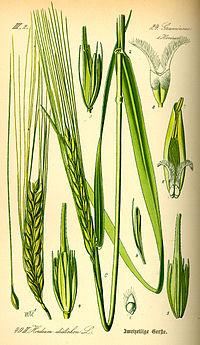 Illustration_Hordeum_distichon0.jpg