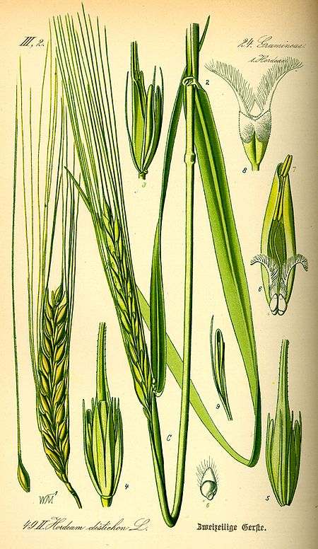 Hordeum distichon