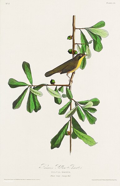 File:Illustration from Birds of America (1827) by John James Audubon, digitally enhanced by rawpixel-com 24.jpg