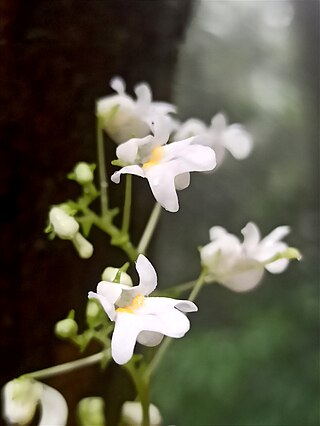 <i>Impatiens dendricola</i> Species of plant