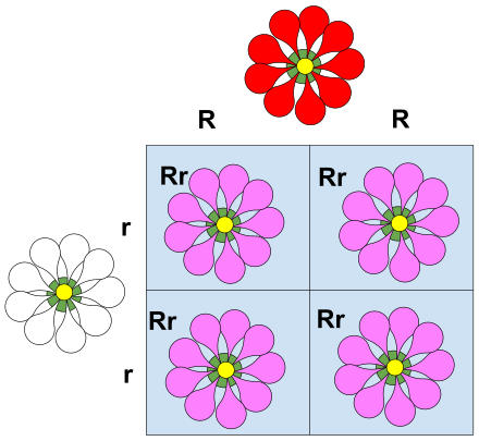 This Punnett square illustrates incomplete dominance. In this example, the red petal trait associated with the R allele recombines with the white petal trait of the r allele. The plant incompletely expresses the dominant trait (R) causing plants with the Rr genotype to express flowers with less red pigment resulting in pink flowers. The colors are not blended together, the dominant trait is just expressed less strongly.