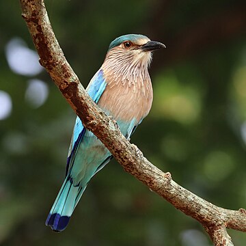 Rolieiro-indiano (Coracias benghalensis benghalensis) no Parque nacional de Kanha, Madhya Pradesh, Índia (definição 3 292 × 3 292)