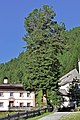 wikimedia_commons=File:Innervillgraten-Kalkstein - Naturdenkmal ND 7 1 - Zirbenbaum in Kalkstein - 1.jpg