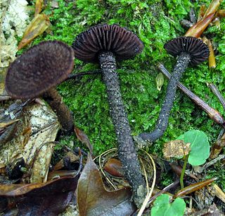 <i>Inocybe tahquamenonensis</i> Species of fungus