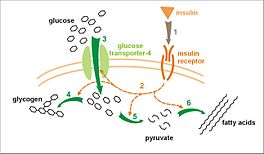 Diabetes: Motak, Gaitzaren sintomak, Zergatia edo kausak