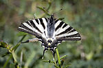 Thumbnail for Iphiclides feisthamelii