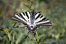 Iphiclides feisthamelii female.jpg