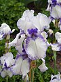 Iris 'Azurite', Kosaciec 'Azurite', 2022-05-22