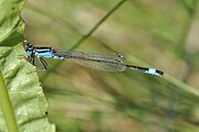 Männchen farbverteilung wie bei Weibchen nur stets blau.