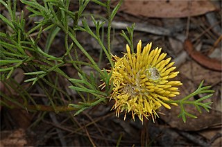 <i>Isopogon prostratus</i> Species of shrub found in south eastern Australia