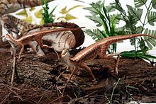 Diorama of a pair of Ixalerpeton (foreground) along with Buriolestes (background) Ixalerpeton models.jpg