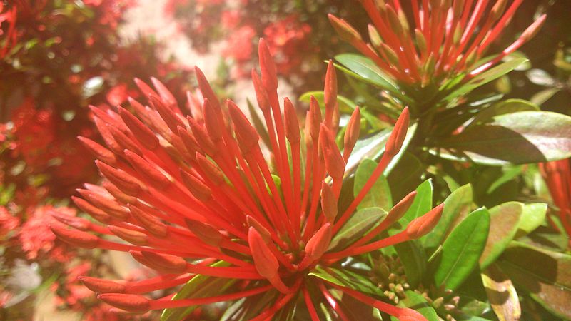 File:Ixora flowers 3.jpg