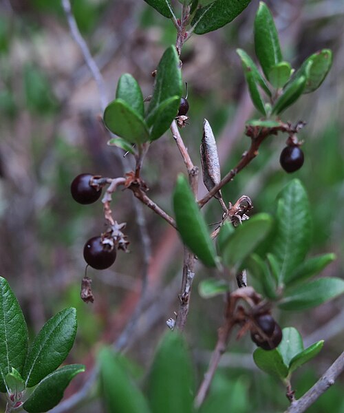 File:J20151209-0043—Xylococcus bicolor—RPBG (23363556749).jpg