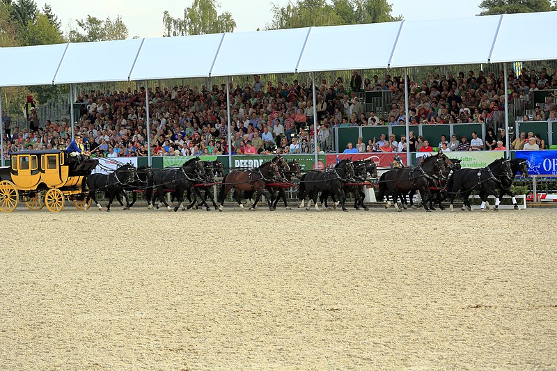 File:J21 426 Hengstparade Moritzburg 2014, Sechzehnerzug.jpg