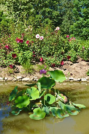 English: Sacred lotus Nelumbo nucifera in botanical garden "Jardin des Martels". Français : Lotus sacré Nelumbo nucifera au jardin botanique « Jardin des Martels ».