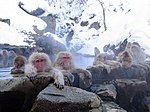 Japanmakaken in einer heißen Quelle in Nagano