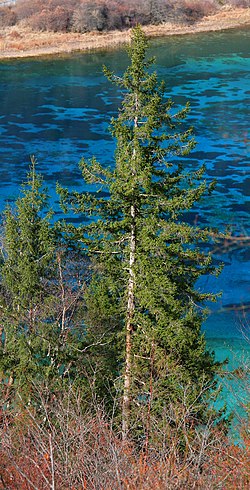 Jiuzhaigou4. jpg