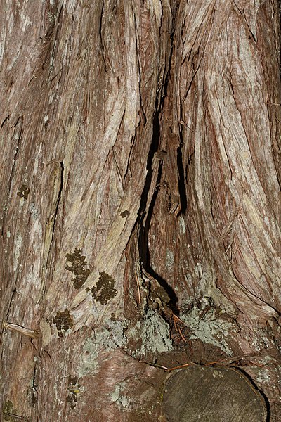 File:Juniperus maritima 3216.JPG