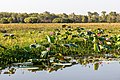 * Nomination Ngurrungurrudjba (Yellow Water) in Kakadu National Park, Northern Territory, Australia --XRay 04:21, 25 February 2020 (UTC) * Promotion  Support Good quality -- Johann Jaritz 04:24, 25 February 2020 (UTC)