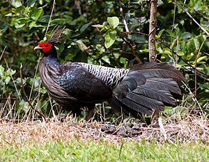 Kogut z nominatu z bażanta kalifatu (Lophura leucomelanos leucomelanos), tutaj jedno ze zwierząt sprowadzonych na Hawaje