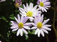 Aster incisus