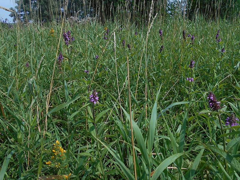 File:Kanivs'kyi district, Cherkas'ka oblast, Ukraine - panoramio (218).jpg