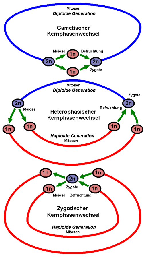 Kernphasenwechsel new.png