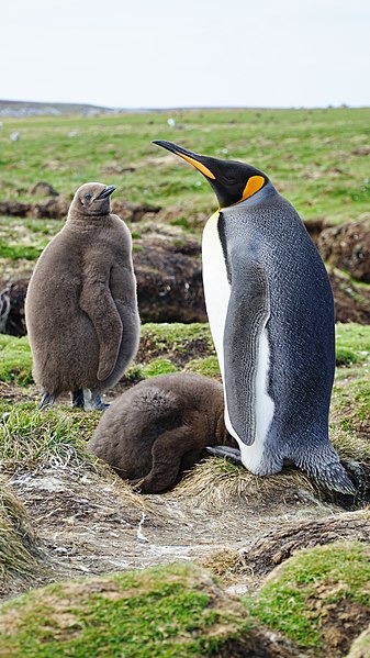 File:King penguin and chicks (51051931692).jpg