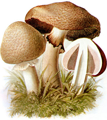 Agaricus silvaticus