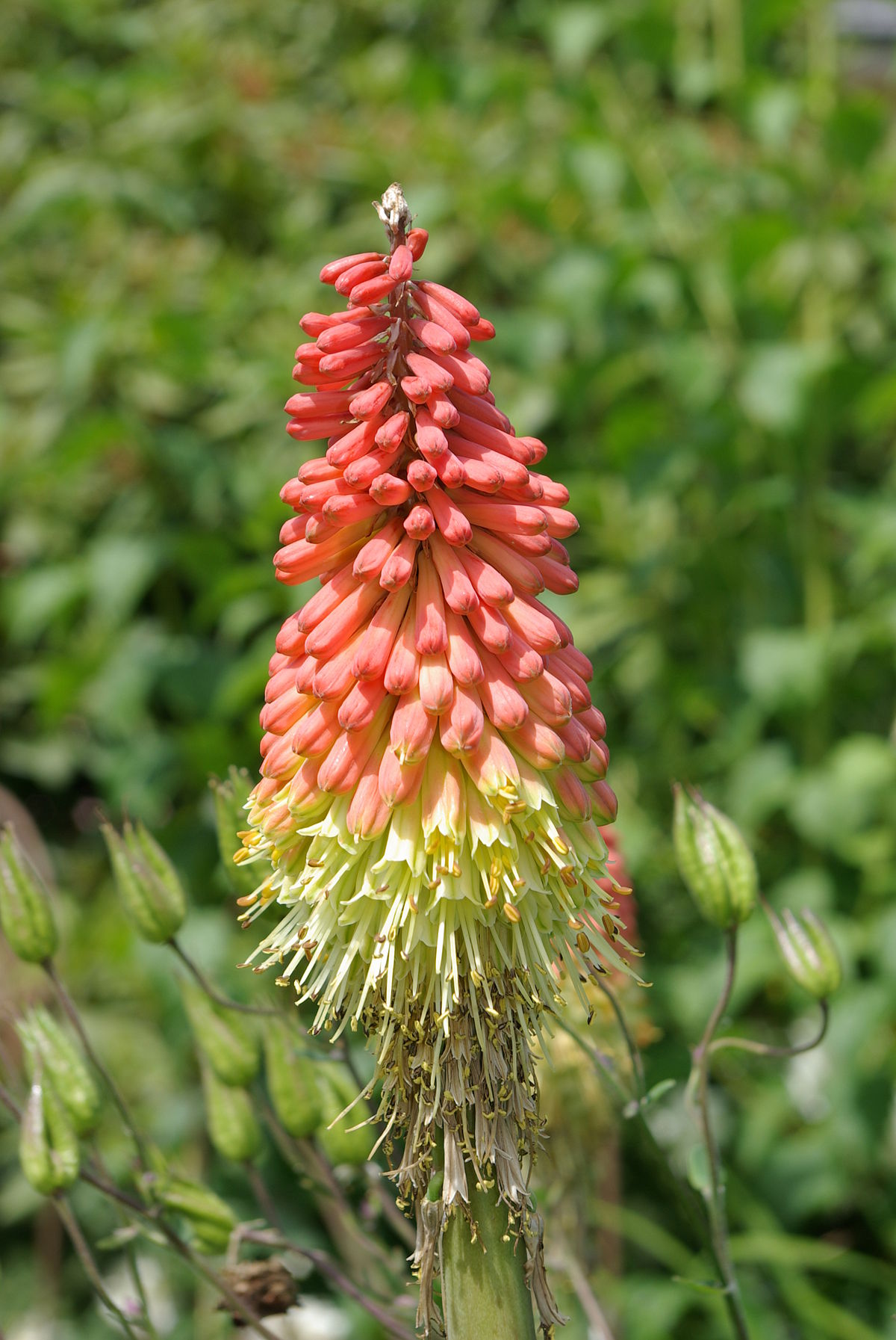 Red hot poker plants for sale nz by owner