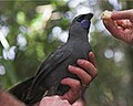 Kōkako released in the Auckland Hunua Ranges