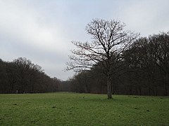 Panorama de la forêt en hiver.