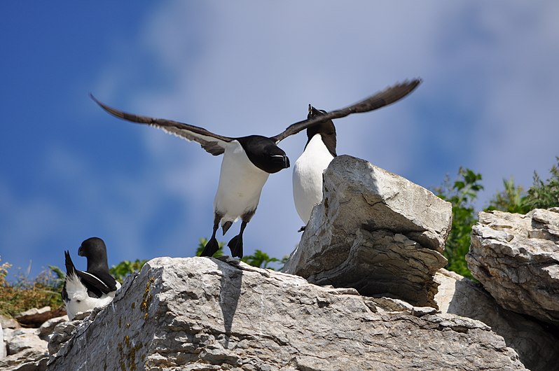 L'envol du pingouin (pingouin torda (Alca torda)).JPG