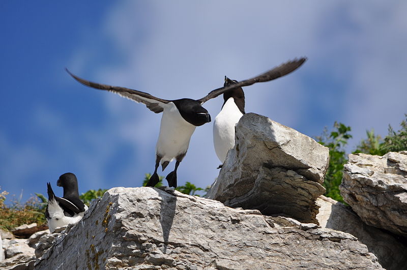 File:L'envol du pingouin (pingouin torda (Alca torda)).JPG