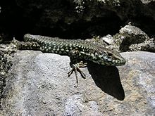 Lézard en italie.jpg