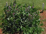 Lablab purpureus, or hyacinthbean