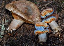 Lactarius fennoscandicus 64508.jpg