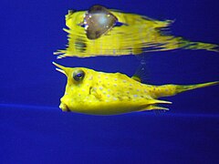Lactoria cornuta.401 - Aquarium Finisterrae.jpg