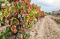 * Nomination Vineyard near Laguardia. Rioja Alavesa, Basque Country, Spain --Basotxerri 18:17, 1 December 2017 (UTC) * Decline The right half of the picture is unsharp. Sorry. --Ermell 20:06, 1 December 2017 (UTC) No problem, thank you! --Basotxerri 21:40, 1 December 2017 (UTC)