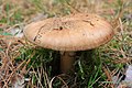 de: Pilz auf den Lahnbergen, Hessen, Deutschland