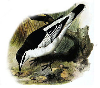 White-rumped triller species of bird