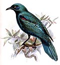 Miniatura para Lamprotornis acuticaudus